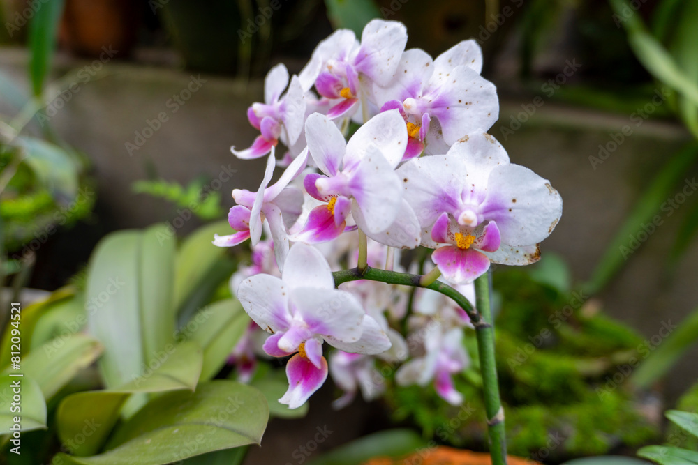 Beautiful Phalaenopsis Orchid Blooming in an Orchidarium 13 shot by Sony ALPHA ILCE-6400 under natural light conditions Exclusive on Adobe Stock Beautiful Phalaenopsis Orchid Blooming in an Orchidarium 13 shot by Sony ALPHA ILCE-6400 under natural light conditions Exclusive on Adobe Stock