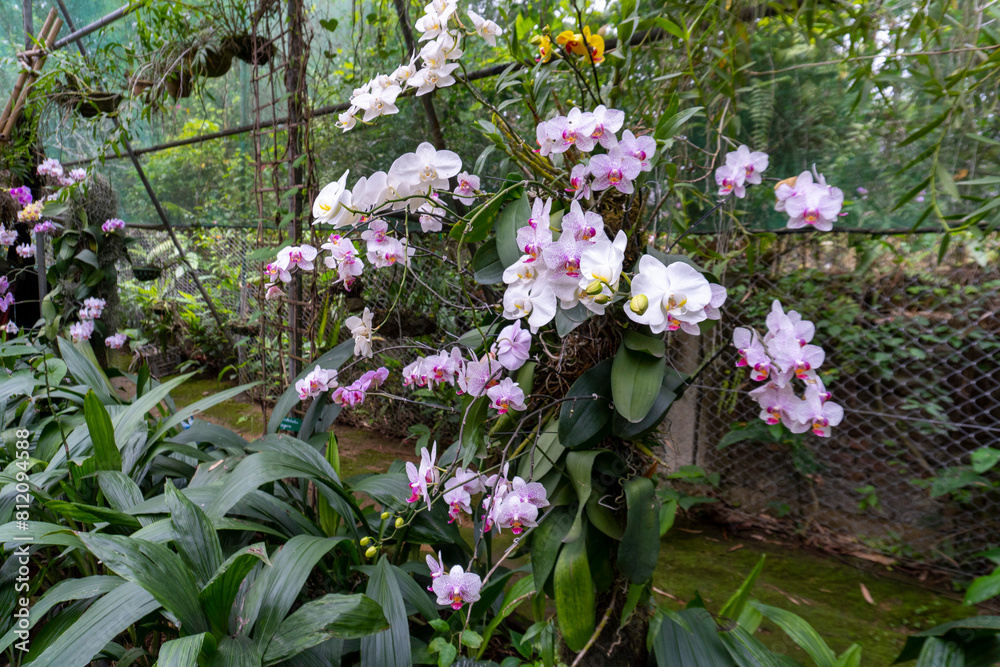 Fototapeta premium Beautiful Phalaenopsis Orchids Blooming in a Orchidorium 20 wide angle shot by Sony ALPHA ILCE-6400 under natural light conditions Exclusive on Adobe Stock