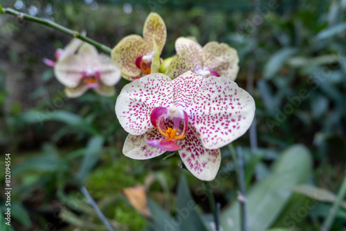 Beautiful Phalaenopsis Orchid Blooming in an Orchidarium 19 shot by Sony ALPHA ILCE-6400 under natural light conditions. Exclusive on Adobe Stock photo