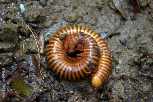 Coiled and curled up,Orange Zebra Giant Millipede (Thyropygus ligulus) in the soil of Thailand photo