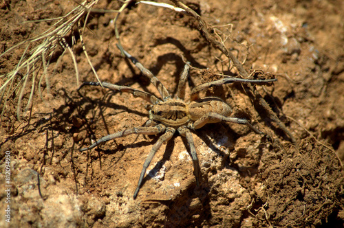 Tarantula Wolf Spider (Lycosa tarantula) mimicking in the sandy color of the soil in the Sierra de Irta, Spain