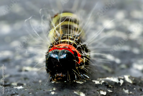 Detailed macro shot of Delias pasithoe curasena larvae. The colors are bright and the textures are clearly visible. In Wulai, New Taipei City. photo