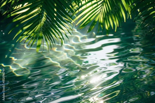 a palm tree leaves over water