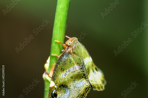 Detailed macro shot of a striped broad-winged planthopper (Ricania simulans) on a stem. Shows off the unique texture of its exoskeleton. Wulai, New Taipei City. photo