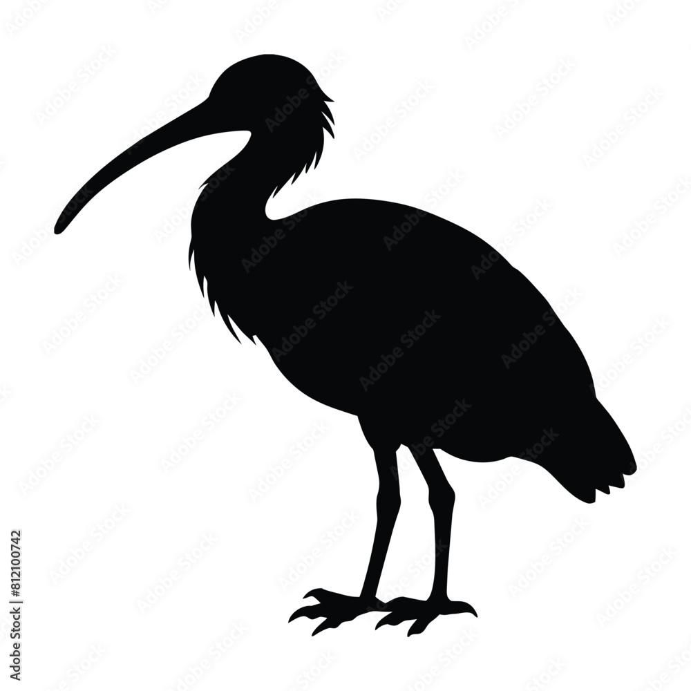 Fototapeta premium silhouette of a Ibis bird