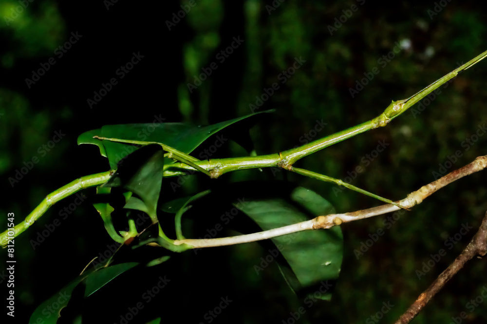 Detailed close-up of a camouflaged stick insect perched on a leaf. Natural Mimicry Exhibition, Wulai, New Taipei City.