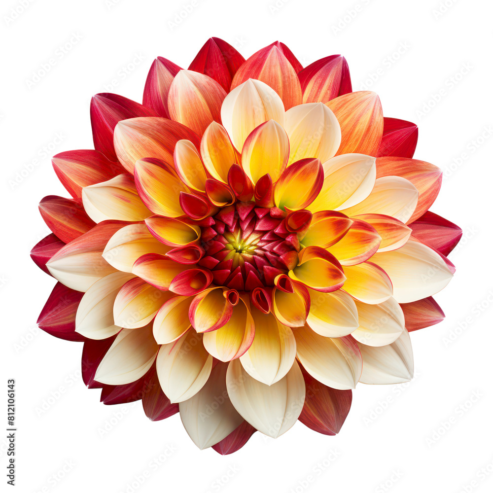 Image shows a beautiful flower with red, yellow and white petals. Image shows a beautiful flower with red, yellow and white petals.