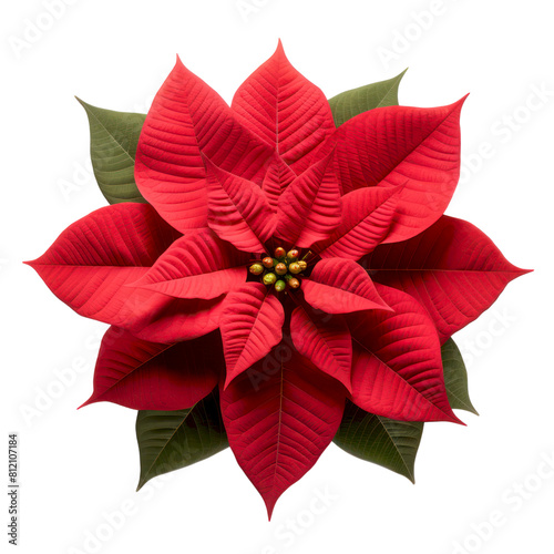 Red poinsettia flower isolated on black background.