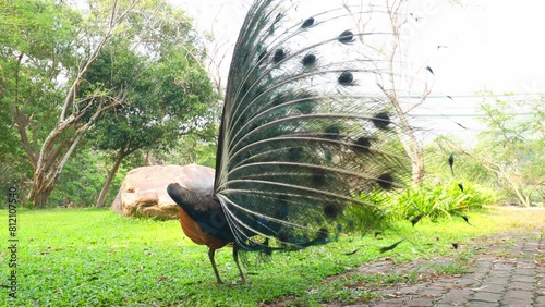 Colorful male peacocks spread their wings to attract the attention of female peacocks. large poultry The male is bright green.