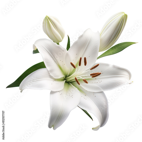 White lily, purity, beauty, fragrance, and elegance all in one.