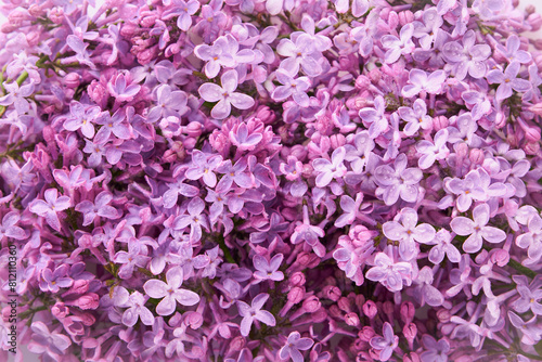 Texture of fresh lilac blossom beautiful purple flowers. Close up. Floral background. Spring flowers conception. Mothers day  womens day concept. Lilac branches. Space for text.