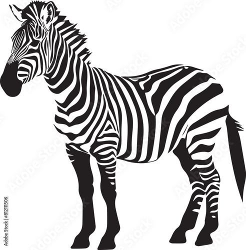 Set of zebra isolated on white background