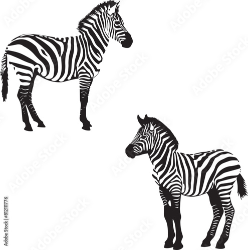 Set of zebra isolated on white background