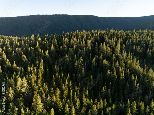 Sunlight illuminates a healthy Oregon forest in Mount Hood National Forest. The Pacific Northwest region is known for its vast forest resources.