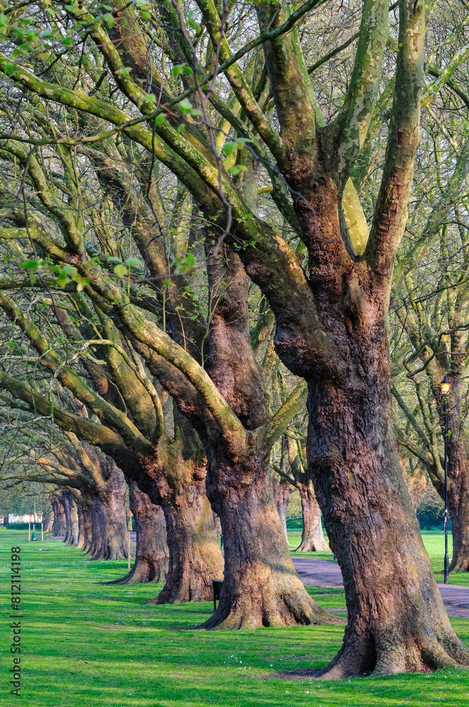 Obraz premium tree in the park