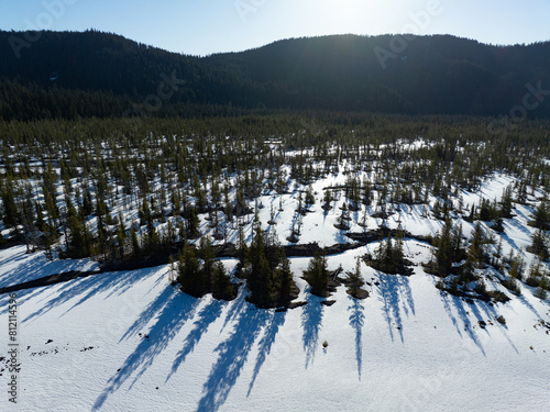 Bright morning light shines on a forest in the Cascade Mountains near Mt. Hood, Oregon.