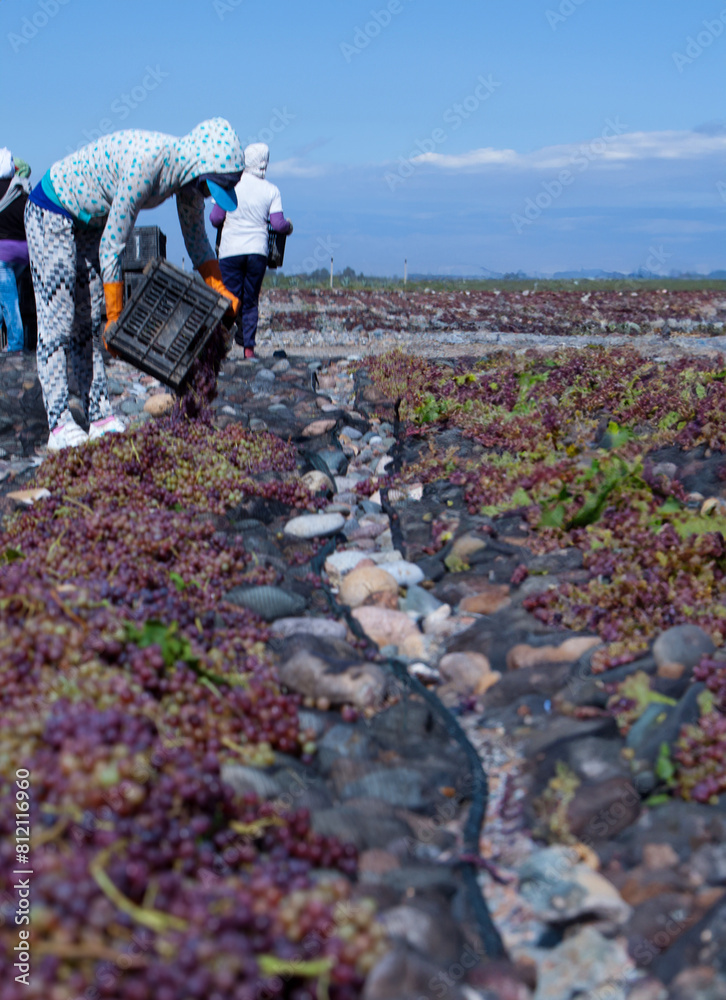 Fototapeta premium recolectores de pasas de uvas en Secadero de uvas, para la creación de pasas de uvas raisin pickers in Grape Drying Plant, for the creation of raisins