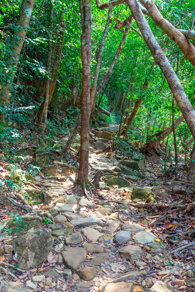 Fototapeta premium The path in the tropical jungles of South East Asia