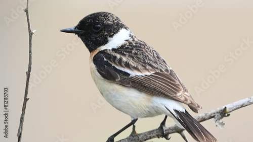 Stejneger, common or eastern stonechat saxicola maurus black head and wings with fine brown chest to belly bird perching on thin branch. Close up. photo