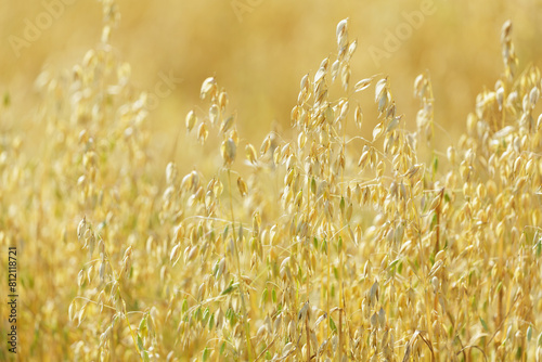 Field of ripening oats. Close up of oats ears