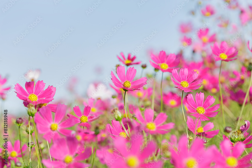cosmos flowers blooming in garden cosmos flowers blooming in garden