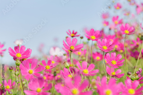 cosmos flowers blooming in garden © Nitr
