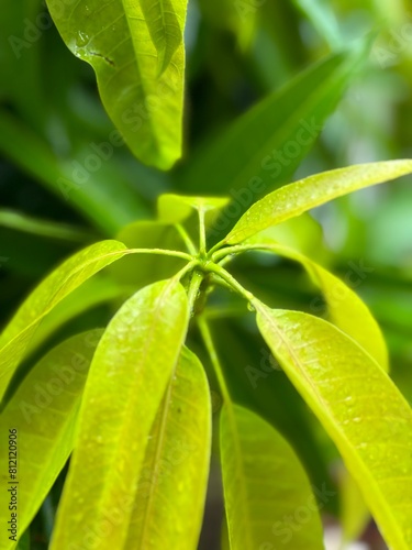 Macro shot of vibrant young mango leaves in close-up, showcasing intricate textures and vivid green hues.