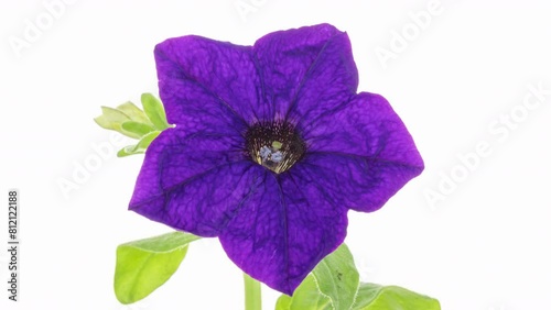 Petunia flowers blooming, flower open timelapse, blossom. Flowers opening, isolated on white background, time lapse of beautiful pink petunias flowers blooming.