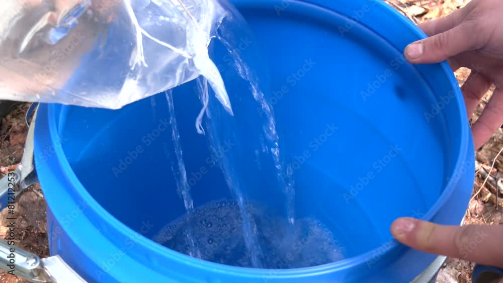 A man pours birch sap from a plastic bag into a can. Harvesting of birch sap in April. 