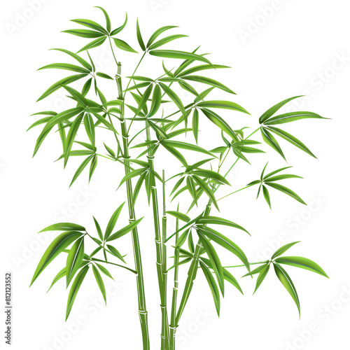 bamboo tree stem illustration isolated on transparent background