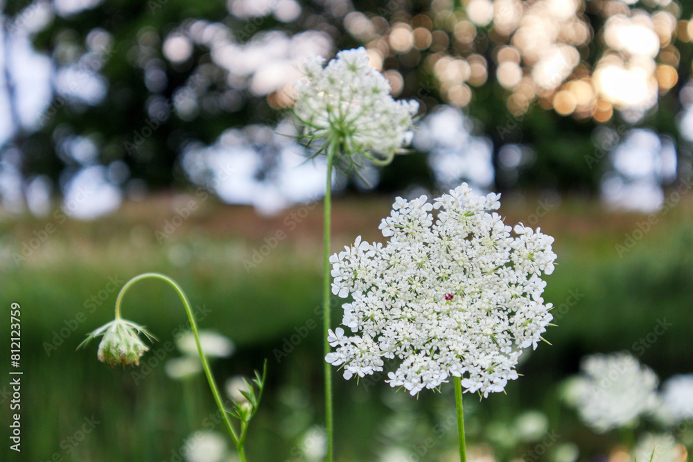 Fototapeta premium green grass in background with white flower in front