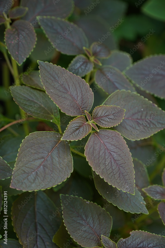 Miana or mayana iler or Coleus atropurpureus is a shrub that is efficacious in treating hemorrhoids, boils, puerperal fever, ear inflammation and irregular menstruation