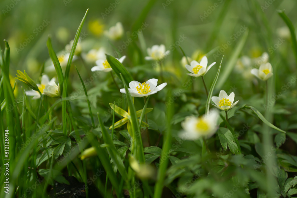 Spring primroses in a sunlit meadow. First spring flowers. Spring primroses in a sunlit meadow. First spring flowers.