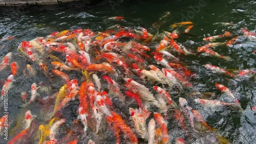 koi fish of various colors swimming in clear pond water, Cyprinus rubrofuscus koi with scales patterned in black, red, gold, orange. white photo