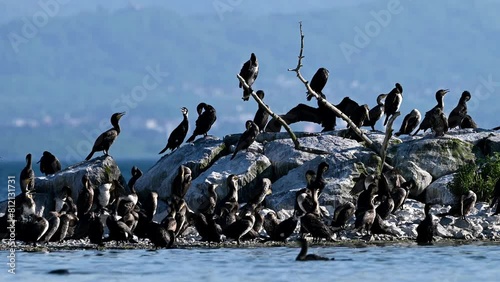 Goup of black cormorants. Great cormorants perching on rock, spreading wings and flying. Phalacrocorax carbo. Real time. photo