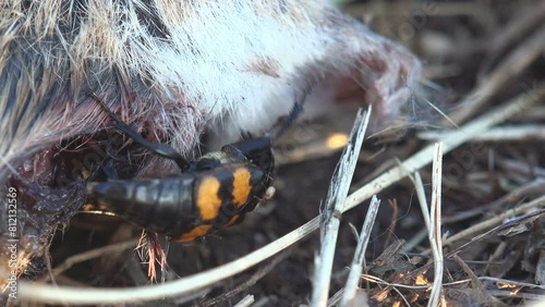 Nicrophorus marginatus running around dead mouse, Burying beetles or sexton beetles, genus Nicrophorus, of family Silphidae, carrion beetles. View macro insect in wildlife photo