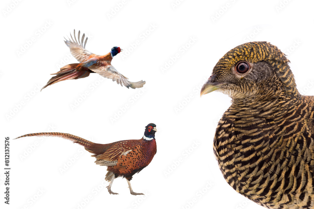 Fototapeta premium male and female pheasant is isolated on a white background