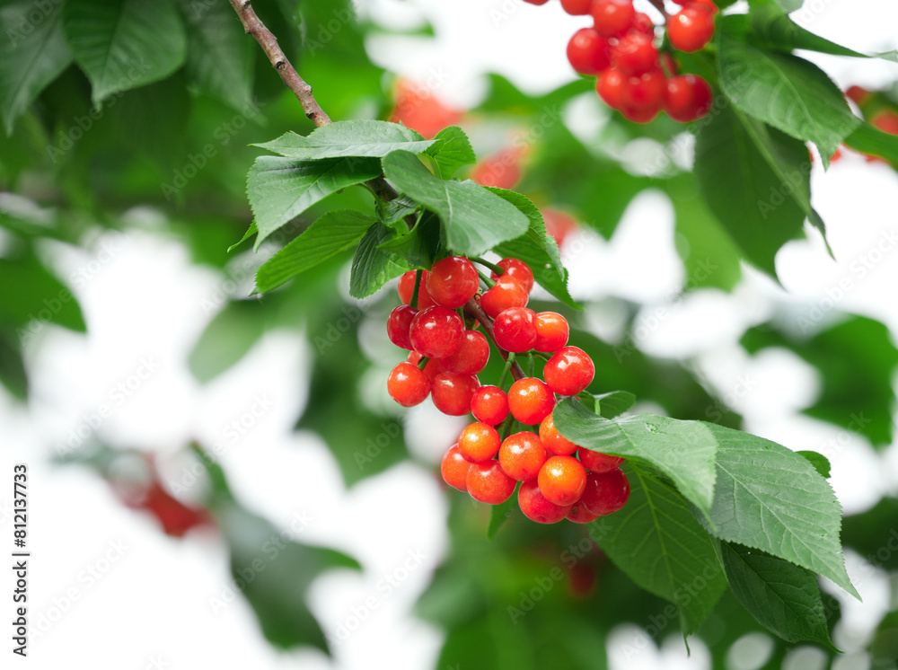 Fototapeta premium Close up fresh cherries on the tree branch