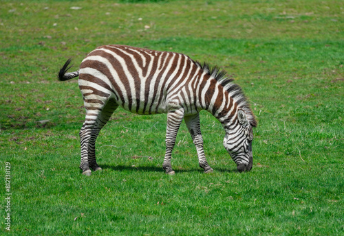 close up on zebra on green meadow