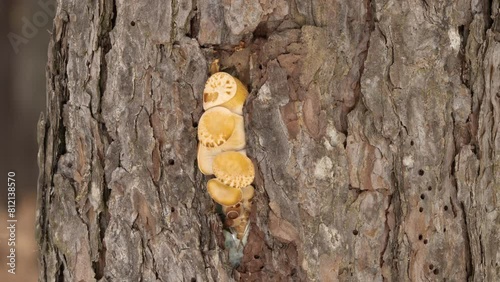 Oyster mushrooms growing on old bark of tree close-up. Mushroom grow Healthy ECO food timelapse 4K forest