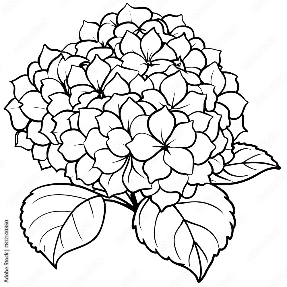 Hydrangea flower outline coloring book page line art drawing vector illustration for children and adults Hydrangea flower outline coloring book page line art drawing vector illustration for children and adults