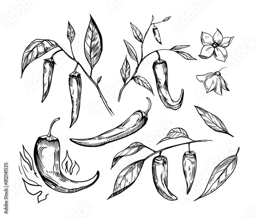 Hot pepper, sketch, engraving style. Hand drawn set, vector illustration, black outline