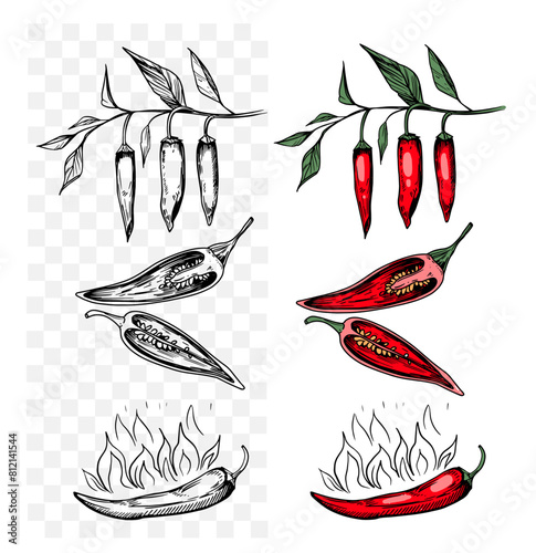 Hot pepper, sketch, engraving style. Hand drawn set, vector illustration, black outline