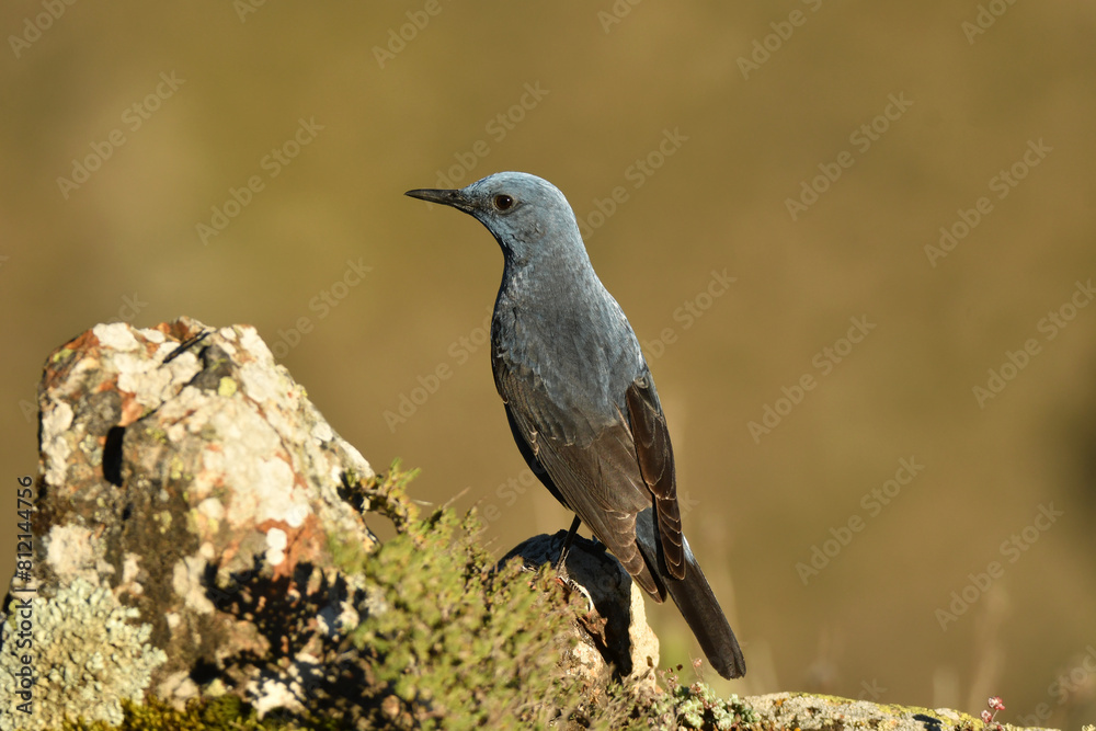 Roquero solitario en la sierra abulense en primavera Roquero solitario en la sierra abulense en primavera