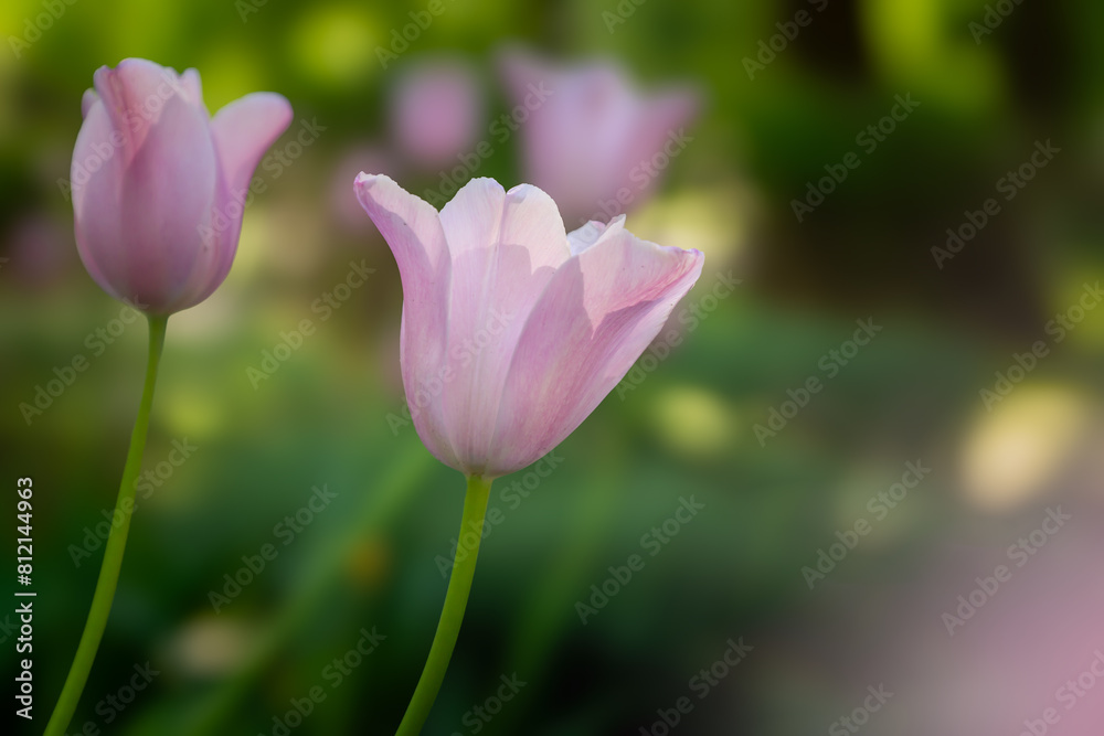 Bright spring in Gomel park. Sun, flowers, alleys in flower beds in a city park. Bright spring in Gomel park. Sun, flowers, alleys in flower beds in a city park.