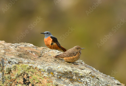 Roquero rojo en la sierra abulense en primavera