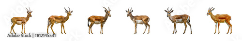 Set of Impalas in detailed display, showcasing various postures isolated transparent PNG background