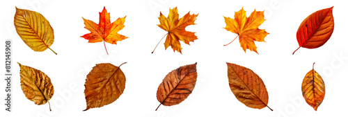 Set of Various autumn leaves displayed in a row, showcasing a vibrant spectrum of fall colors ranging from yellow and orange to red and brown isolated transparent PNG background