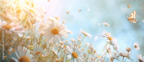 Beautiful spring background with daisies and butterflies 