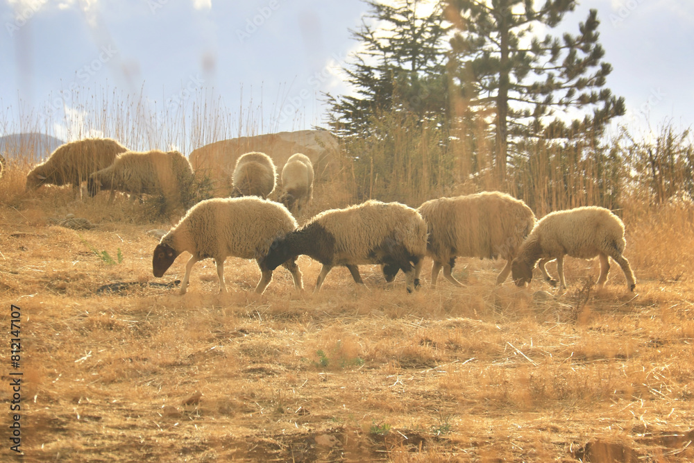 Obraz premium Sheep Herd in Sunset